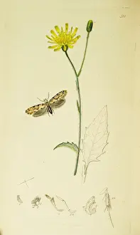 Curtis British Entomology Plate 511