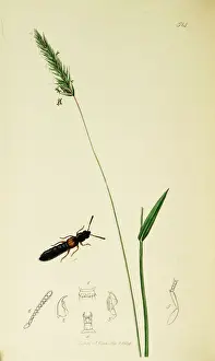 Staphylinus Prints: Curtis British Entomology Plate 514