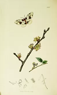 Abraxas Gallery: Curtis British Entomology Plate 515