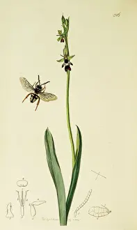 Curtis British Entomology Plate 516
