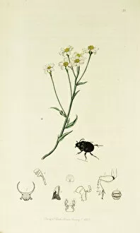 Achillea Collection: Curtis British Entomology Plate 52