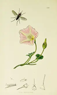 Convolvulus Prints: Curtis British Entomology Plate 521