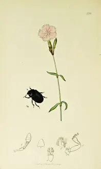 Scaber Prints: Curtis British Entomology Plate 522