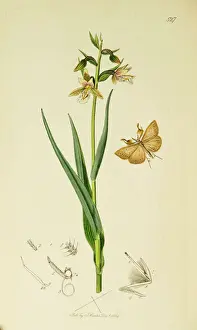 Dotted Prints: Curtis British Entomology Plate 527