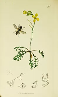Curtis British Entomology Plate 529