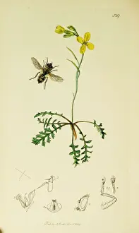 Punctata Prints: Curtis British Entomology Plate 529