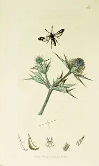 Maritimum Prints: Curtis British Entomology Plate 53