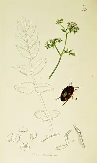 Ornamented Prints: Curtis British Entomology Plate 531