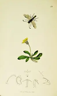 Curtis British Entomology Plate 532