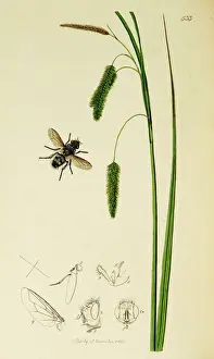 Curtis British Entomology Plate 533