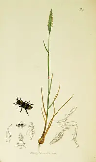 Staphylinus Prints: Curtis British Entomology Plate 534