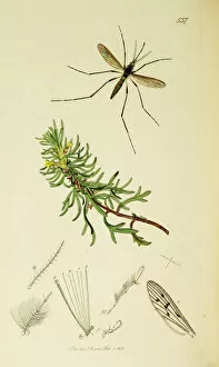 Ajuga Gallery: Curtis British Entomology Plate 537