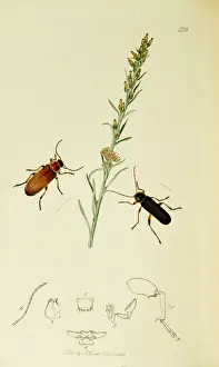 Curtis British Entomology Plate 538