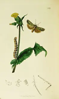 Praecox Prints: Curtis British Entomology Plate 539