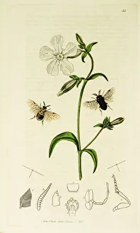 Silene Collection: Curtis British Entomology Plate 54