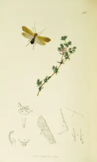 Curtis British Entomology Plate 540