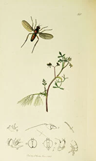 Diptera Collection: Curtis British Entomology Plate 541