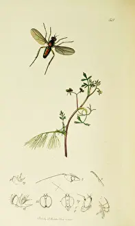 Apium Prints: Curtis British Entomology Plate 541