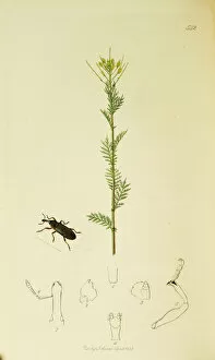 Curtis British Entomology Plate 542
