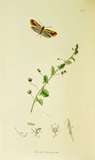 Antirrhinum Gallery: Curtis British Entomology Plate 543