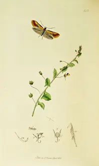 Toadflax Prints: Curtis British Entomology Plate 543