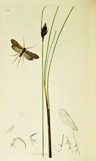 Nigricans Prints: Curtis British Entomology Plate 544