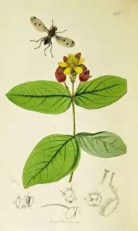 Rufa Prints: Curtis British Entomology Plate 545
