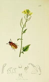 Sinapis Gallery: Curtis British Entomology Plate 546