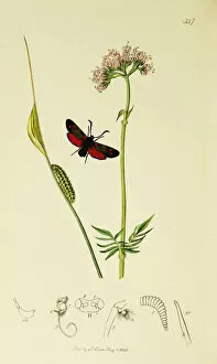 Burnet Collection: Curtis British Entomology Plate 547