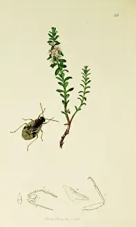 Curtis British Entomology Plate 548