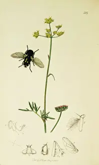 Musca Prints: Curtis British Entomology Plate 549