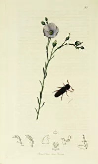 Perennial Gallery: Curtis British Entomology Plate 55