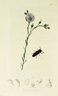 Perennial Gallery: Curtis British Entomology Plate 55
