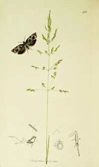 Curtis British Entomology Plate 551