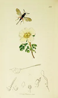 Nobilis Collection: Curtis British Entomology Plate 552