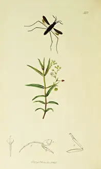 Curtis British Entomology Plate 553