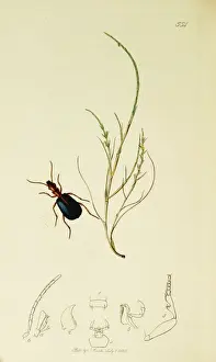 Bombardier Prints: Curtis British Entomology Plate 554