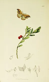 Pebble Gallery: Curtis British Entomology Plate 555