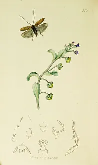Cockroach Gallery: Curtis British Entomology Plate 556