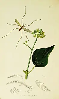 Obscurus Prints: Curtis British Entomology Plate 557