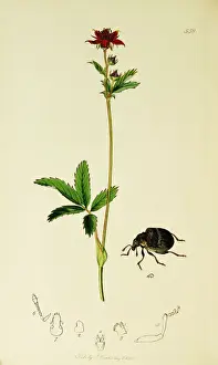 Curtis British Entomology Plate 558