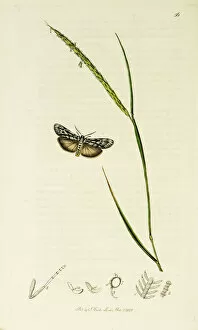 Curtis British Entomology Plate 56