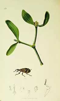 Viscum Gallery: Curtis British Entomology Plate 562