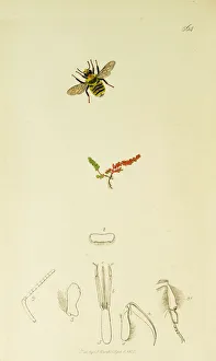 Curtis British Entomology Plate 564 Curtis British Entomology Plate 564
