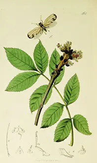Hemiptera Prints: Curtis British Entomology Plate 565