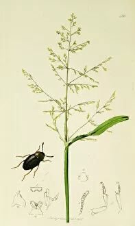 Aquatica Gallery: Curtis British Entomology Plate 566