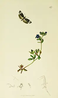 Curtis British Entomology Plate 567