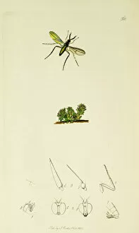 Diptera Collection: Curtis British Entomology Plate 568