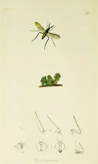 Verna Prints: Curtis British Entomology Plate 568