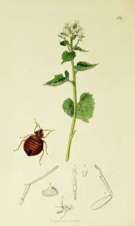 Curtis British Entomology Plate 569